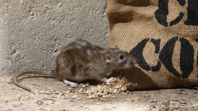 Schädlingsbekämpfung schwarze Ratten