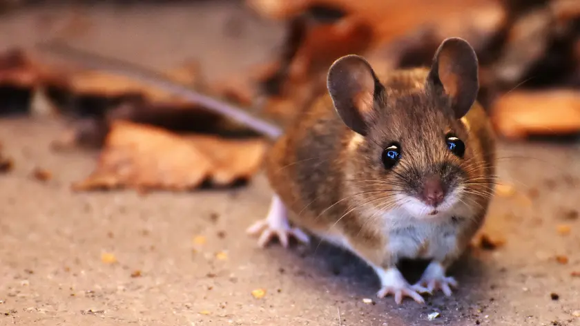 Souris
