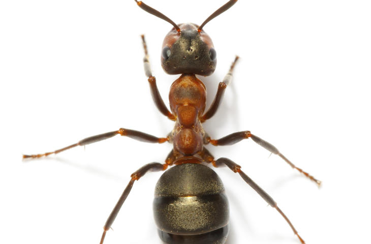 Schädlingsbekämpfung Ameisen