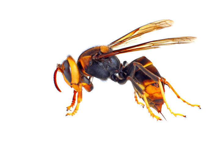 hornets