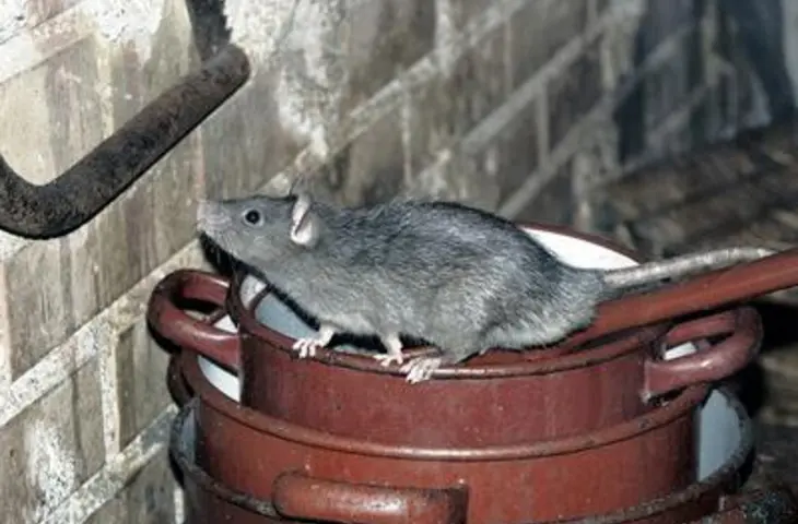 Bild Ratte 1
