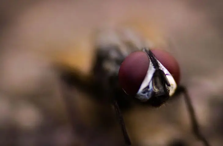 Bild Fliege 2