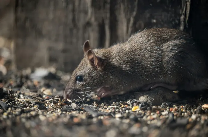 Pest Control, dératisation, Souris, rats