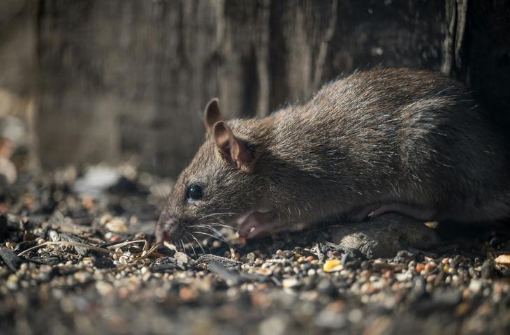 Pest Control, dératisation, Souris, rats