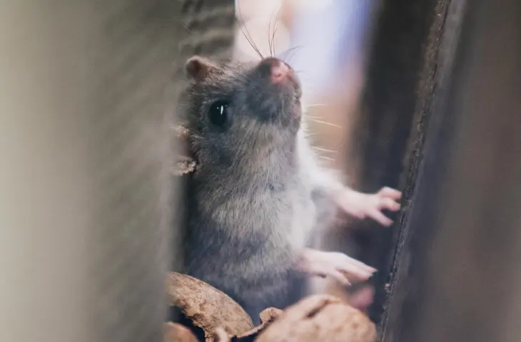 Rat, rongeurs, dératisation, Pest Control