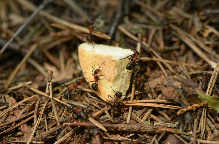 Fourmis