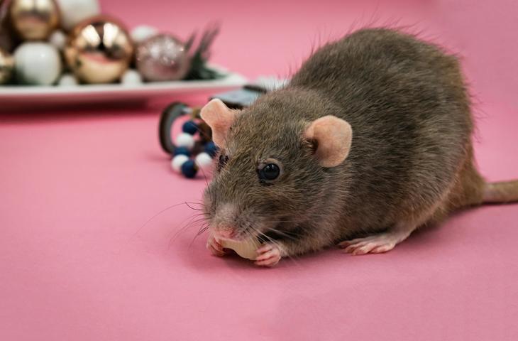 Rat, Pest Control, Rongeurs