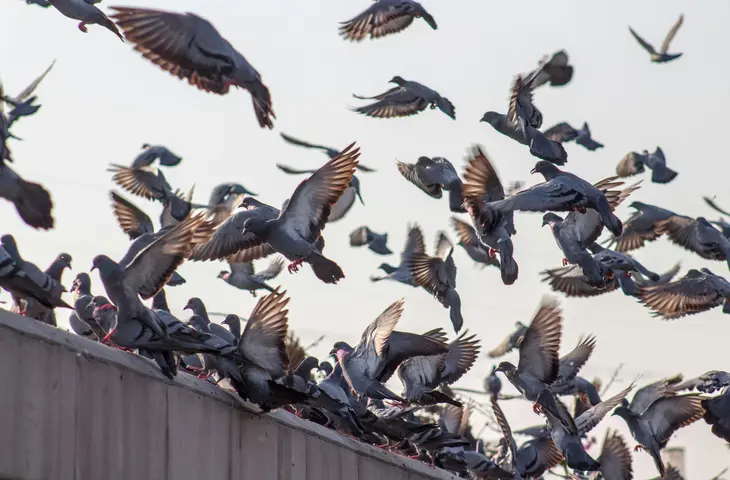 Pigeons