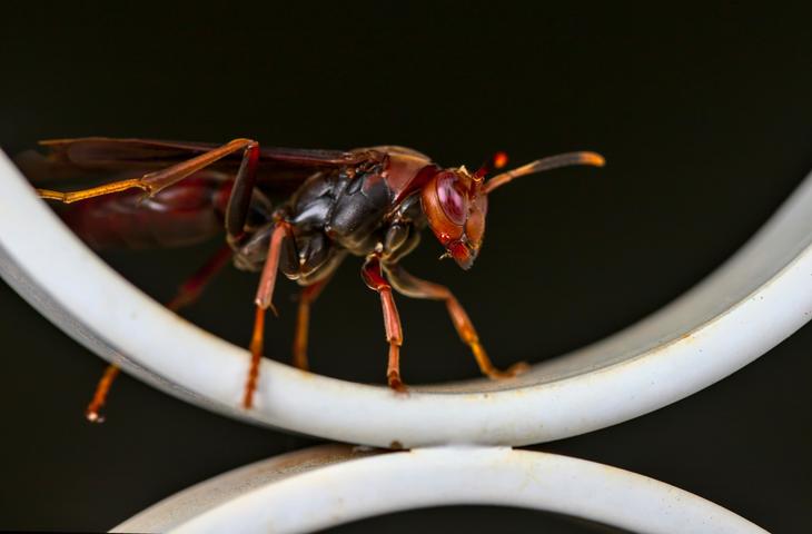 Frelon, Elis Pest Control