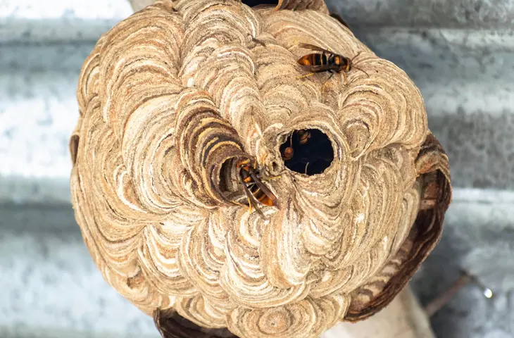 Hornissnest, Elis Pest Control