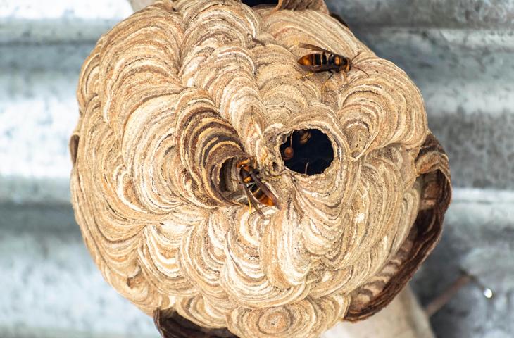 Hornissnest, Elis Pest Control
