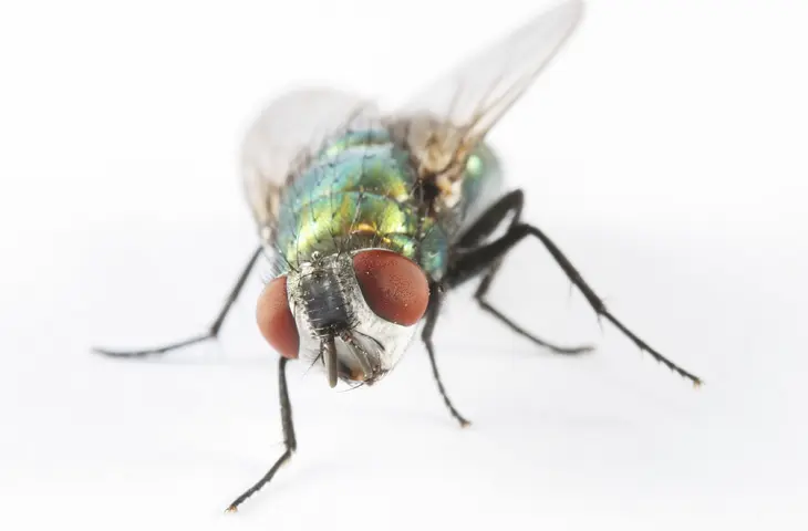 Mouche