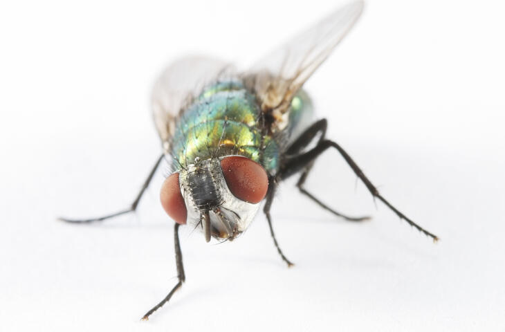 Mouche