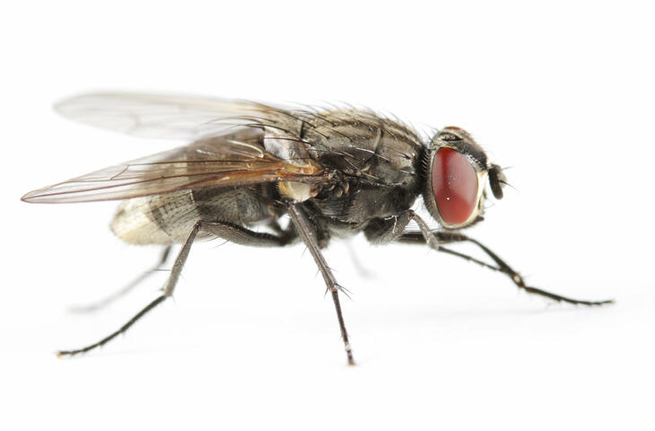 Mouche