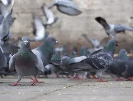 Schädlingsbekämpfung Tauben