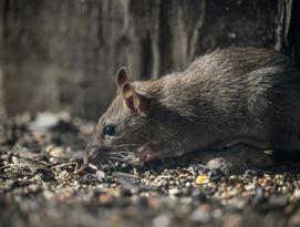 Pest Control, Ratten, Nagetiere