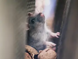 Ratte, nagetiere, Pest Control