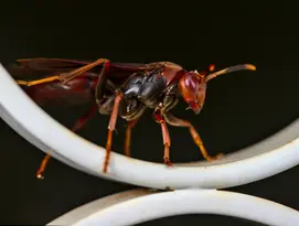 Frelon, Elis Pest Control