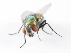 Mouche