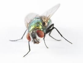 Mouche