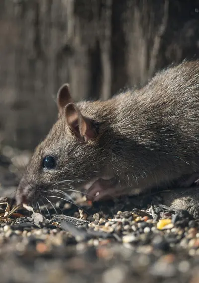 Pest Control, Ratten, Nagetiere