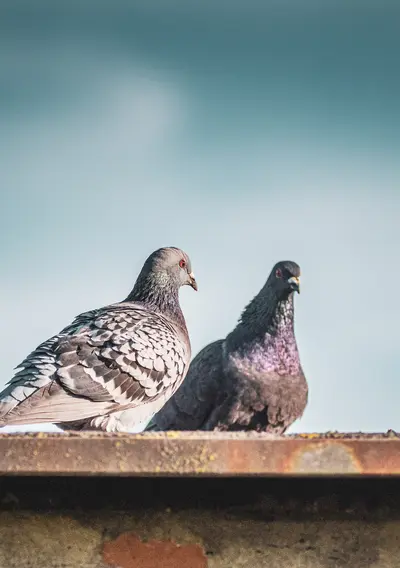 Pigeons