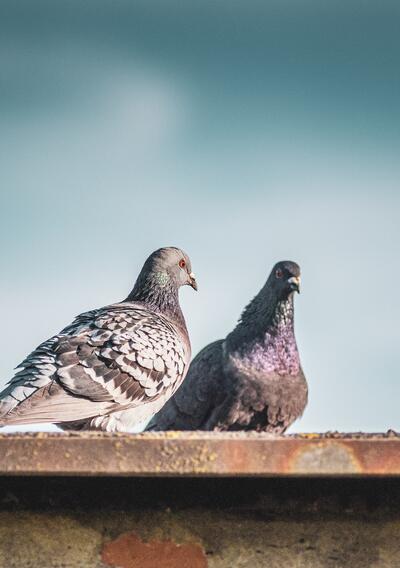 Pigeons