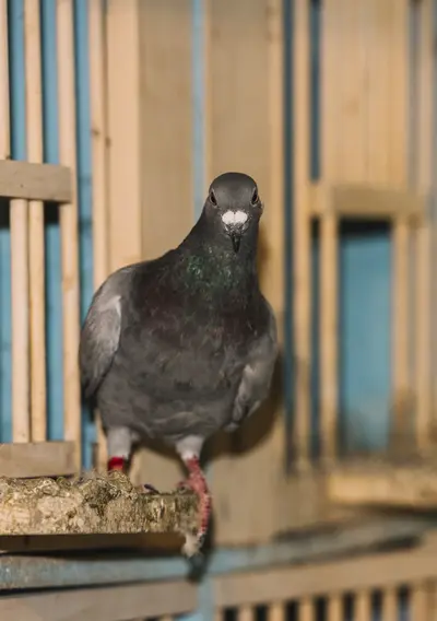 cage pigeon
