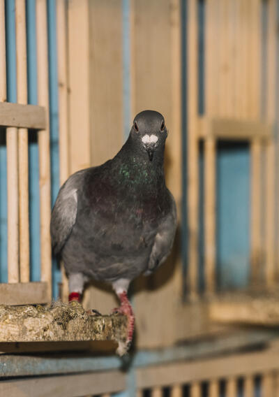 cage pigeon