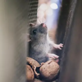 Ratte, nagetiere, Pest Control