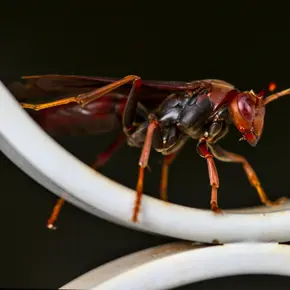 Hornisse, Elis Pest Control
